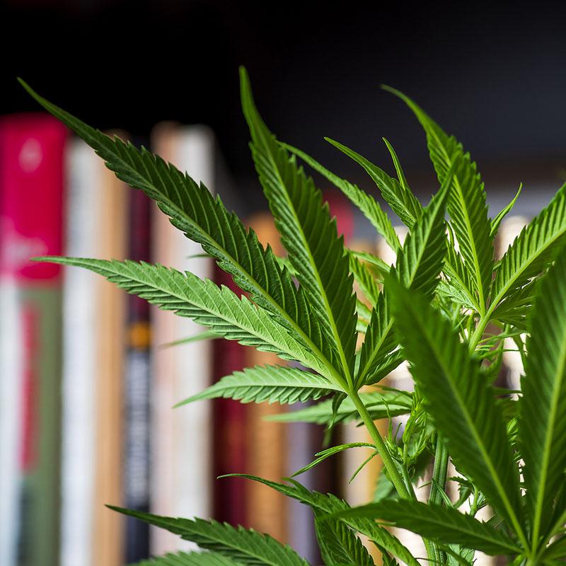 Slang terms for Cannabis