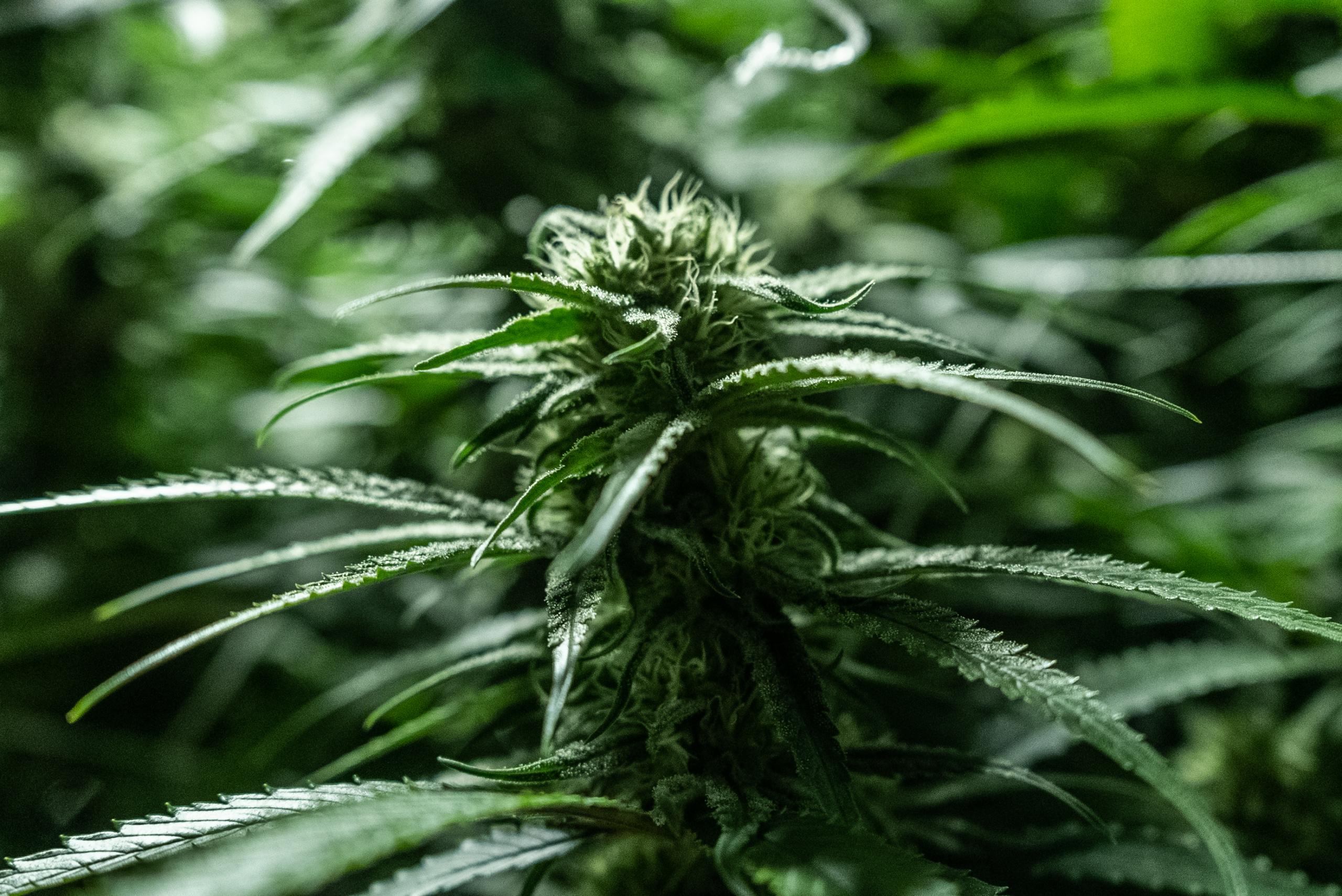 Marijuana and the War on Drugs