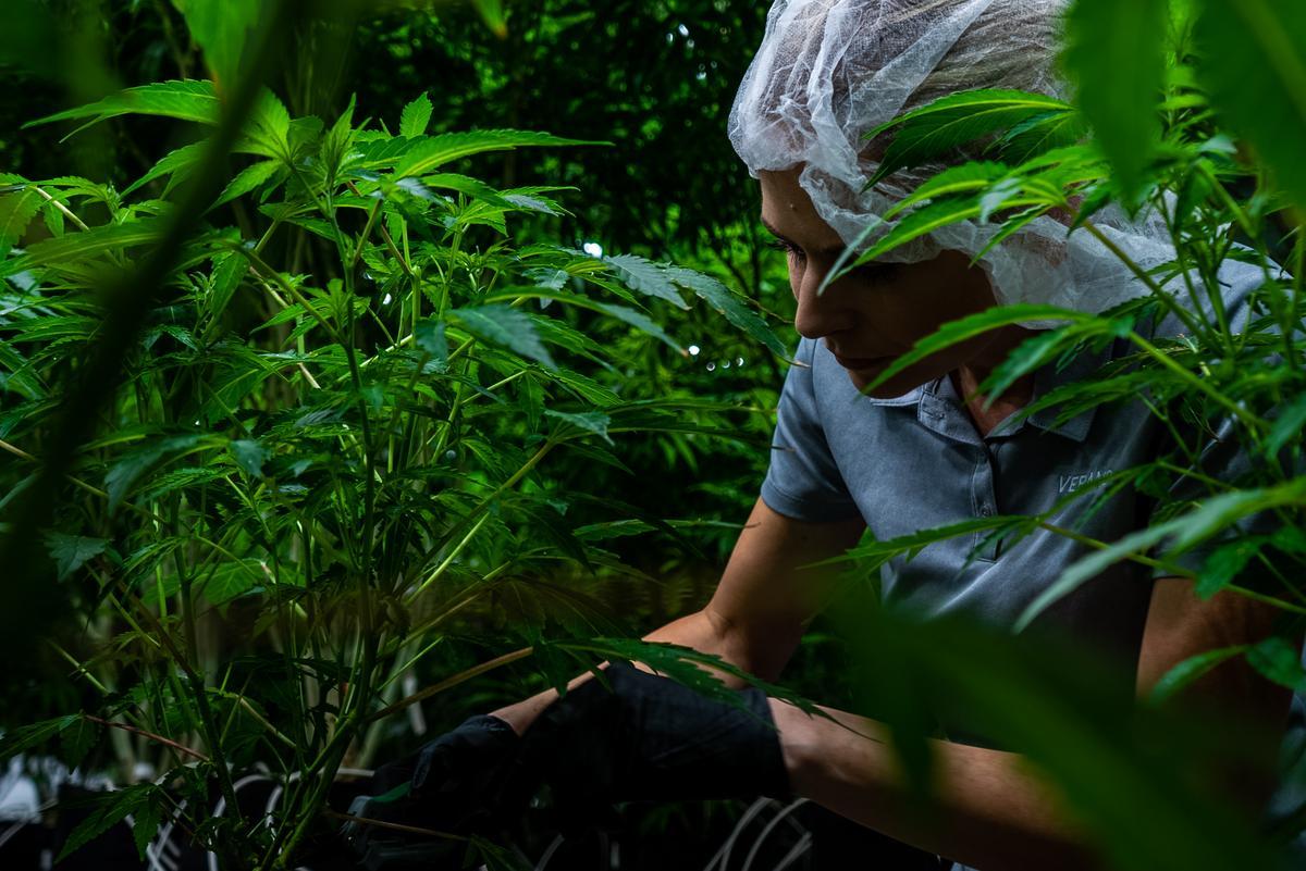 Learn About Cannabis At MUV FL