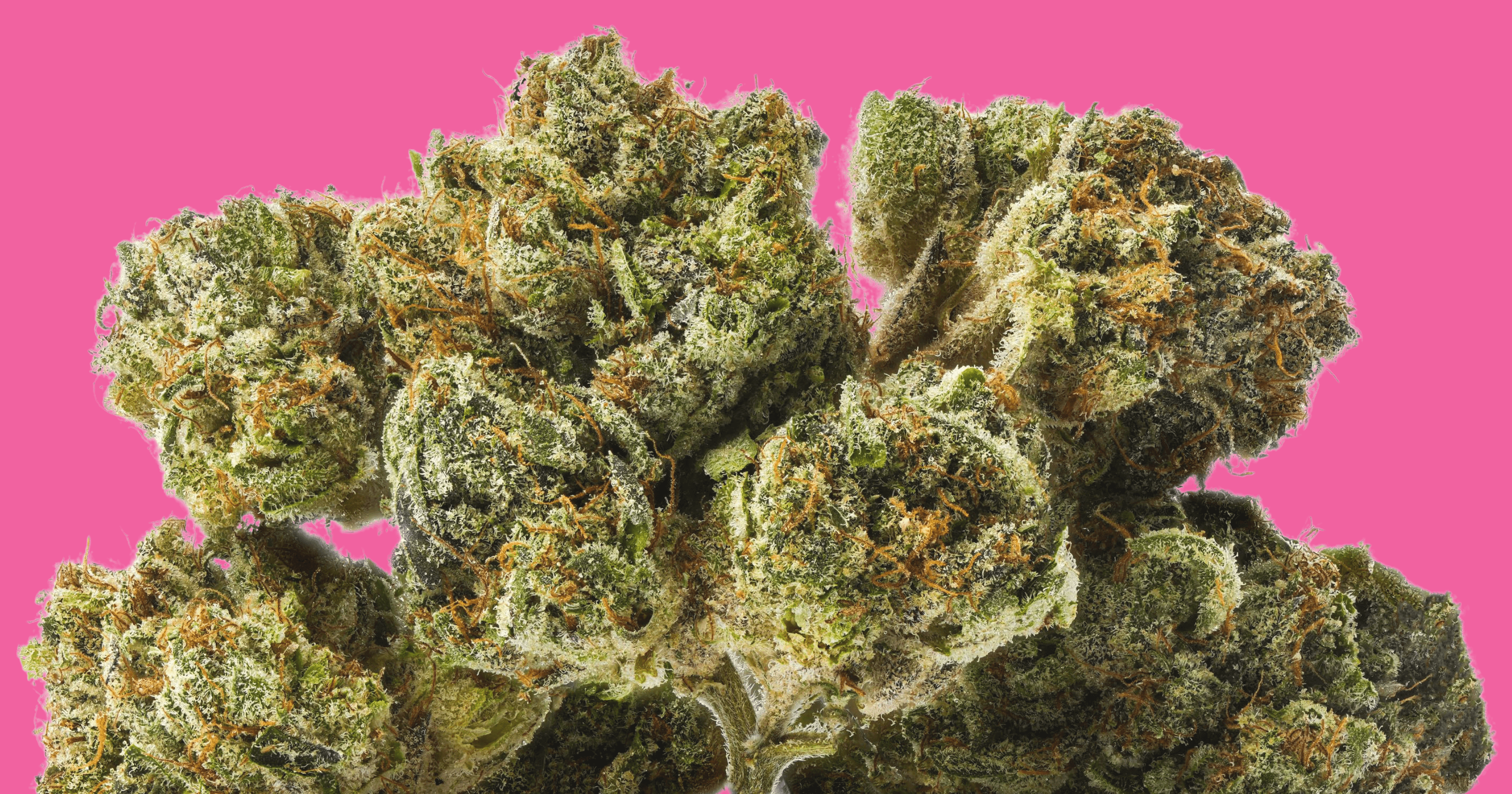 Understanding Cannabis Flavonoids