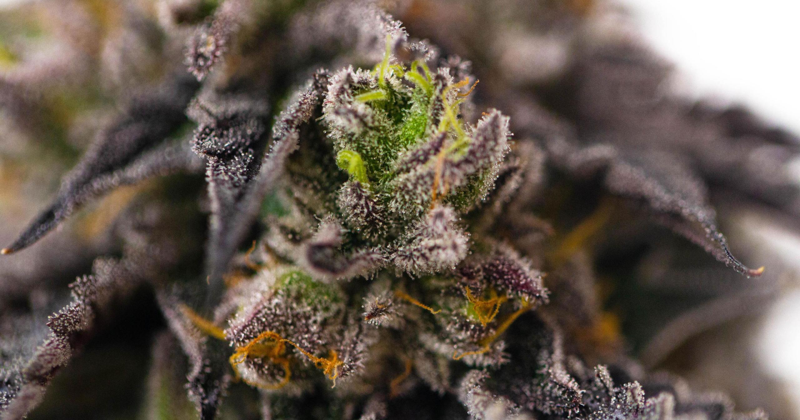 Featured Strain: Cotton Candy