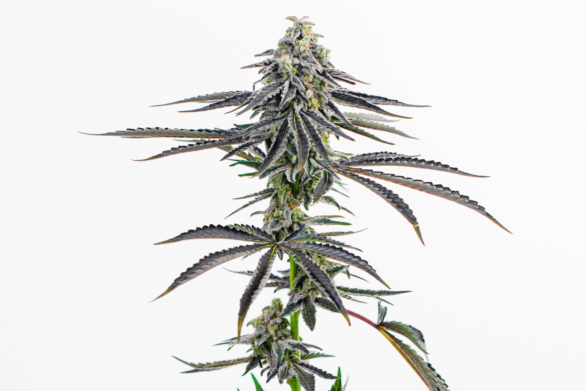 HHS Recommends Rescheduling Cannabis