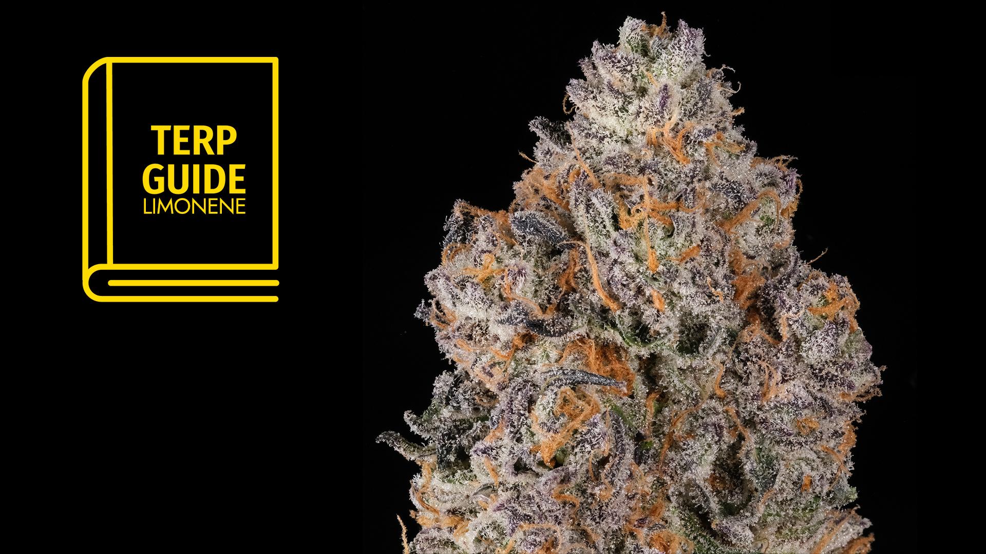 Photo of What is Limonene? All About the Cannabis Terpene