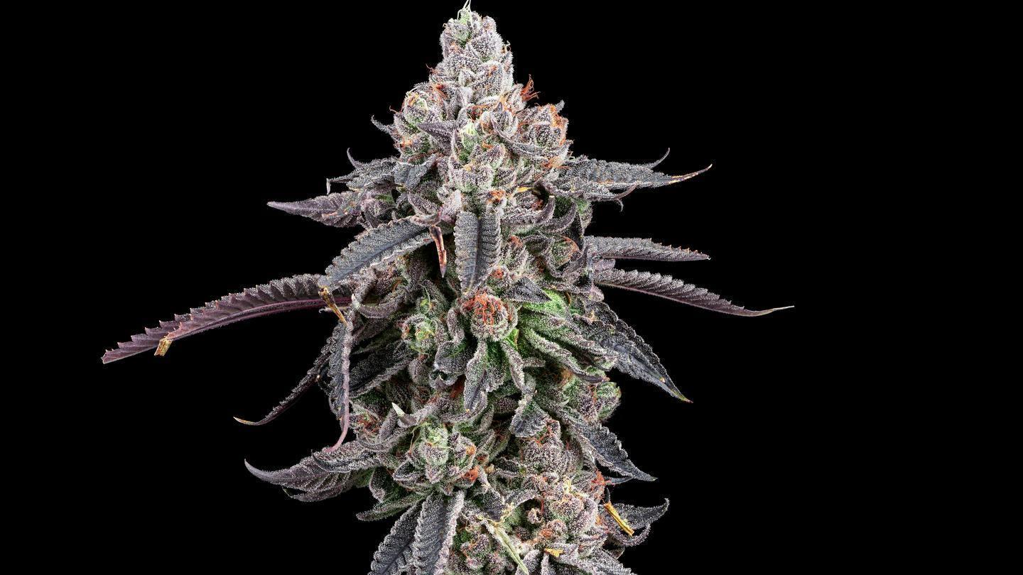 indica vs sativa vs hybrid